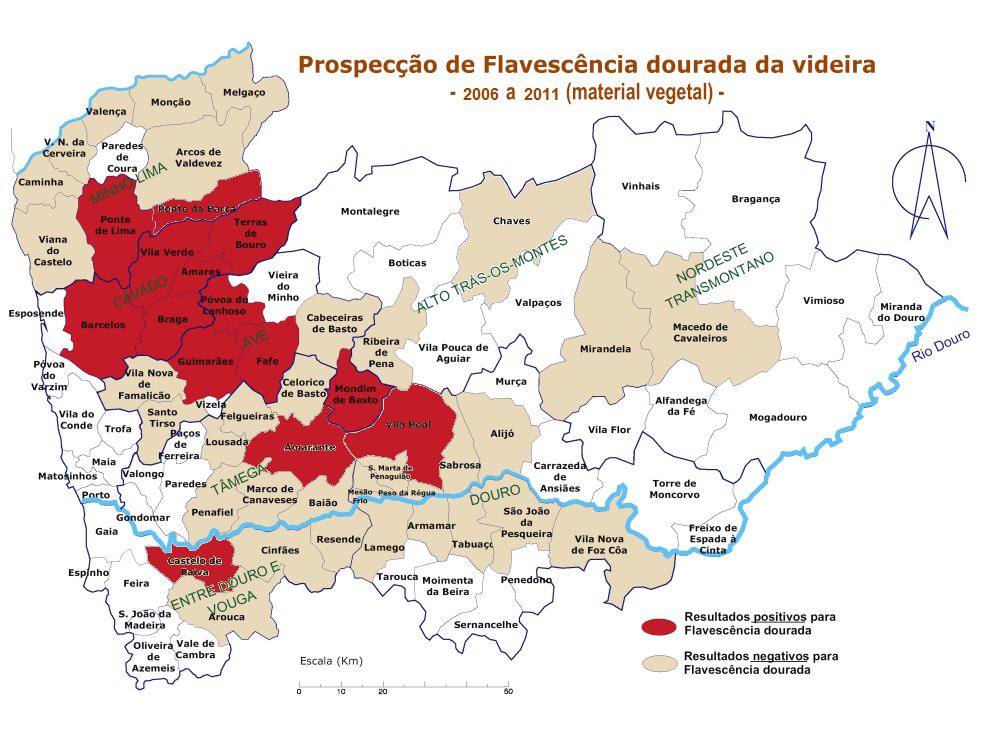 Prospeção da Flavescência Dourada, 2006 a 2011