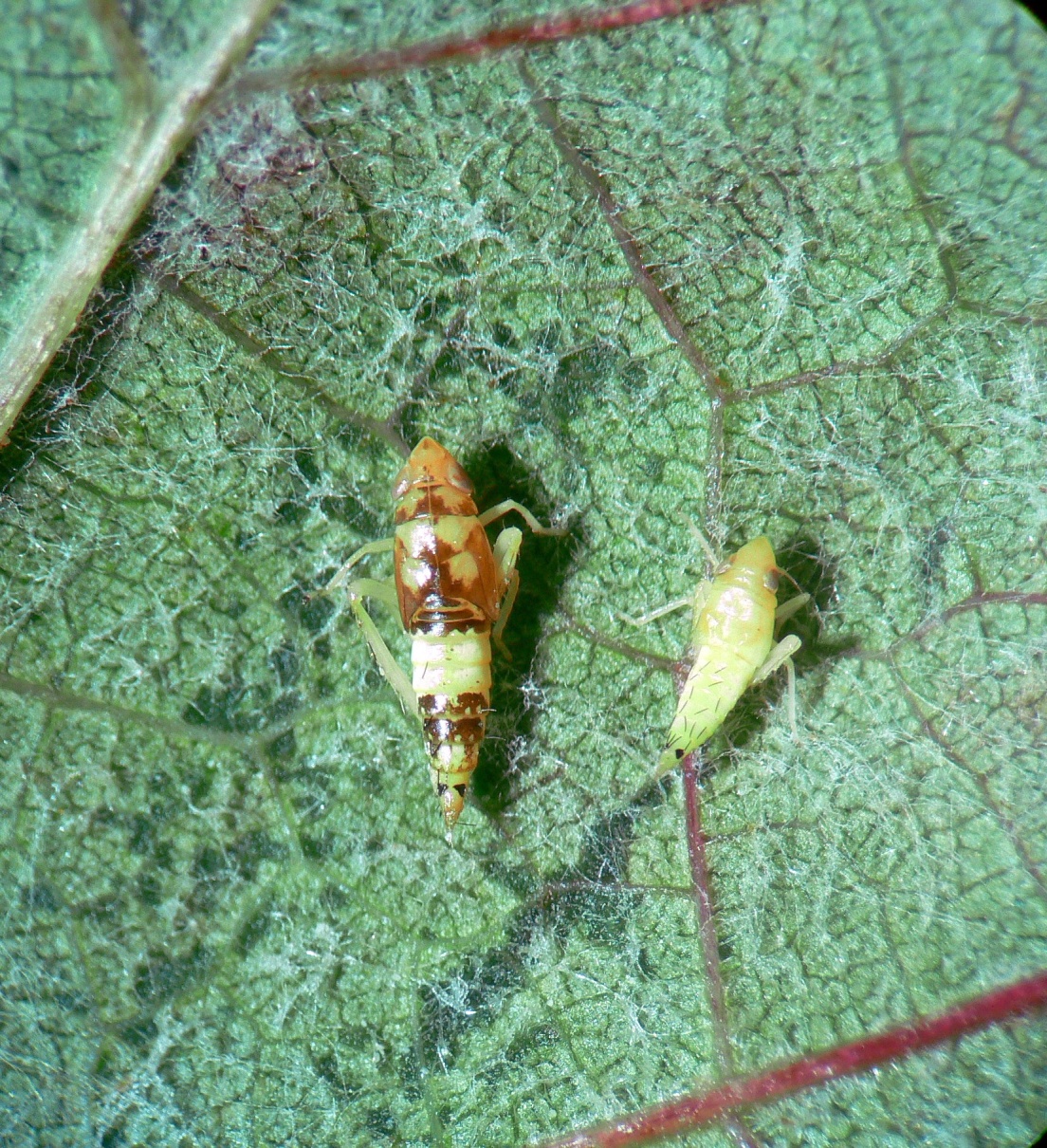 Scaphoideus titanus adulto