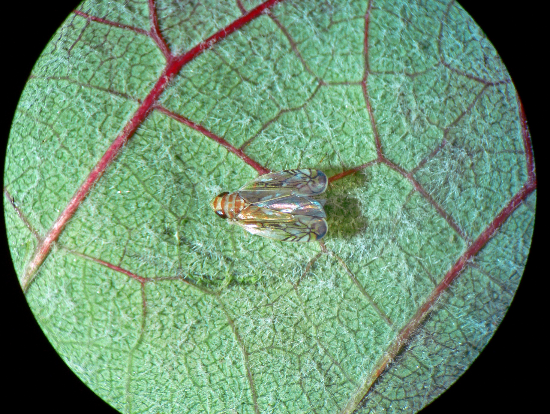 Scaphoideus titanus visto à lupa