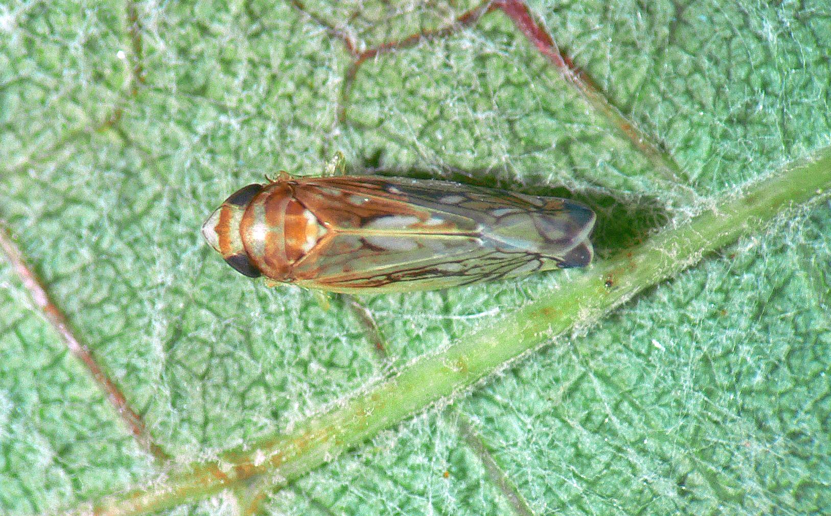 Ninfa pré-alada e larva