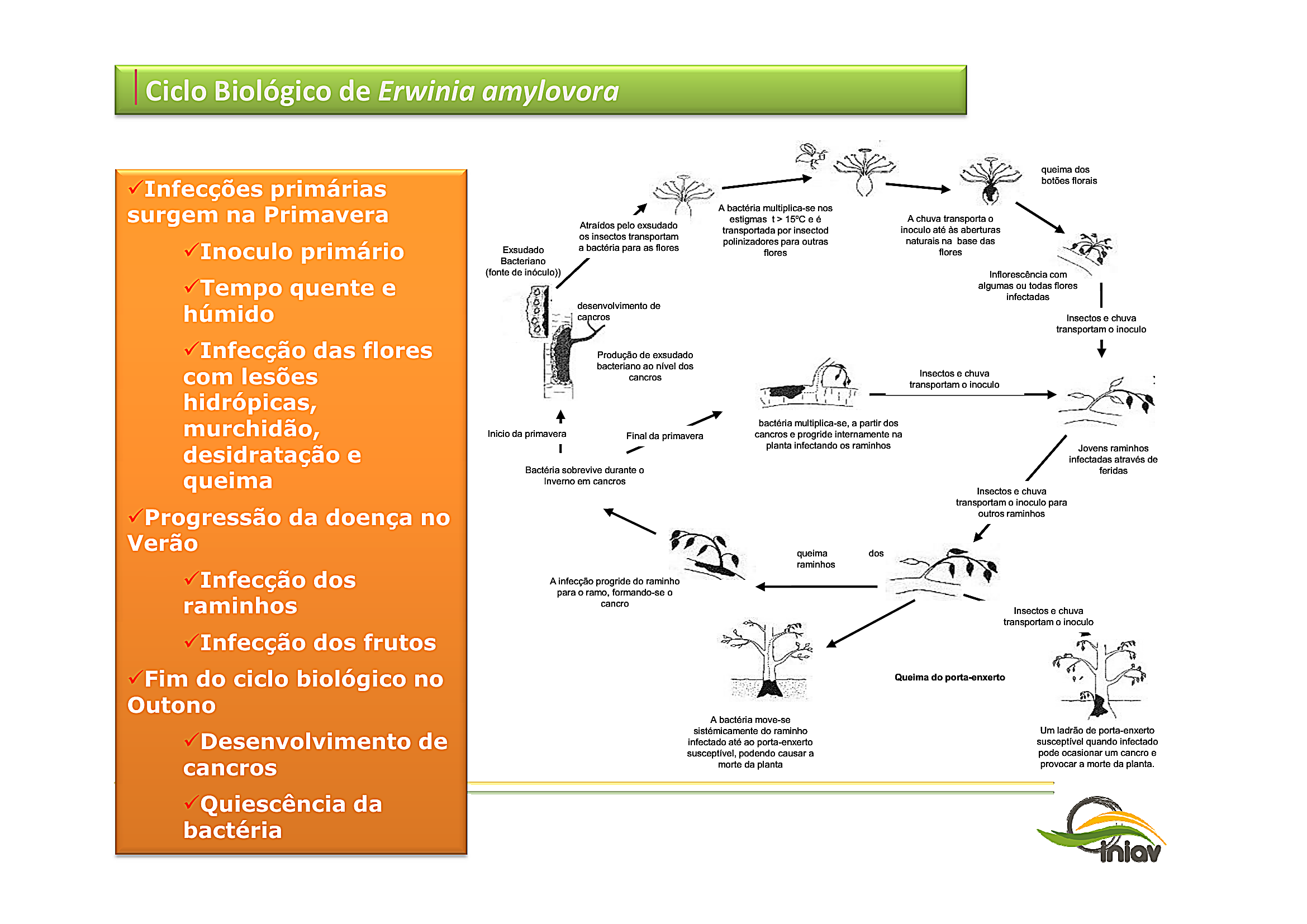Ciclo biológico de Erwinia amylovora