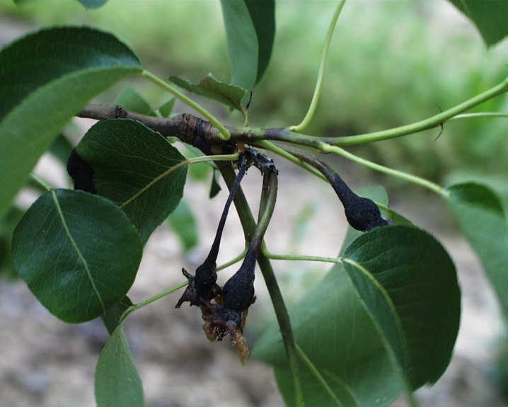 Fruto e pedúnculo negros