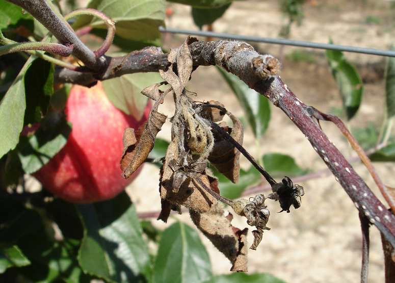 Fruto são ao lado de um ramo morto