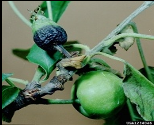 Fruto negro junto a fruto são