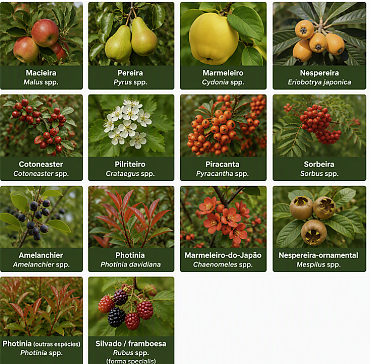 Quadro de plantas hospedeiras do Fogo Bacteriano