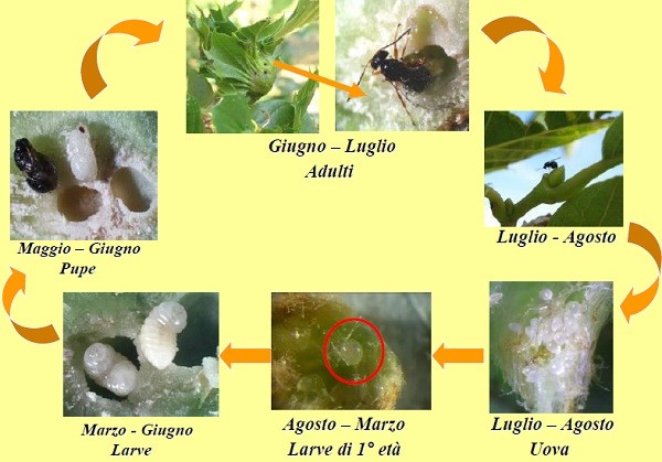 Ciclo biológico do Dryocosmus kuriphilus