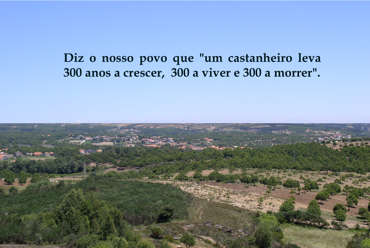 Um castanheiro leva 300 anos a crescer, 300 a viver e 300 a morrer