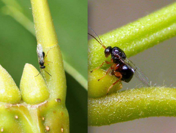 Torymus sinensis sobre um ramo