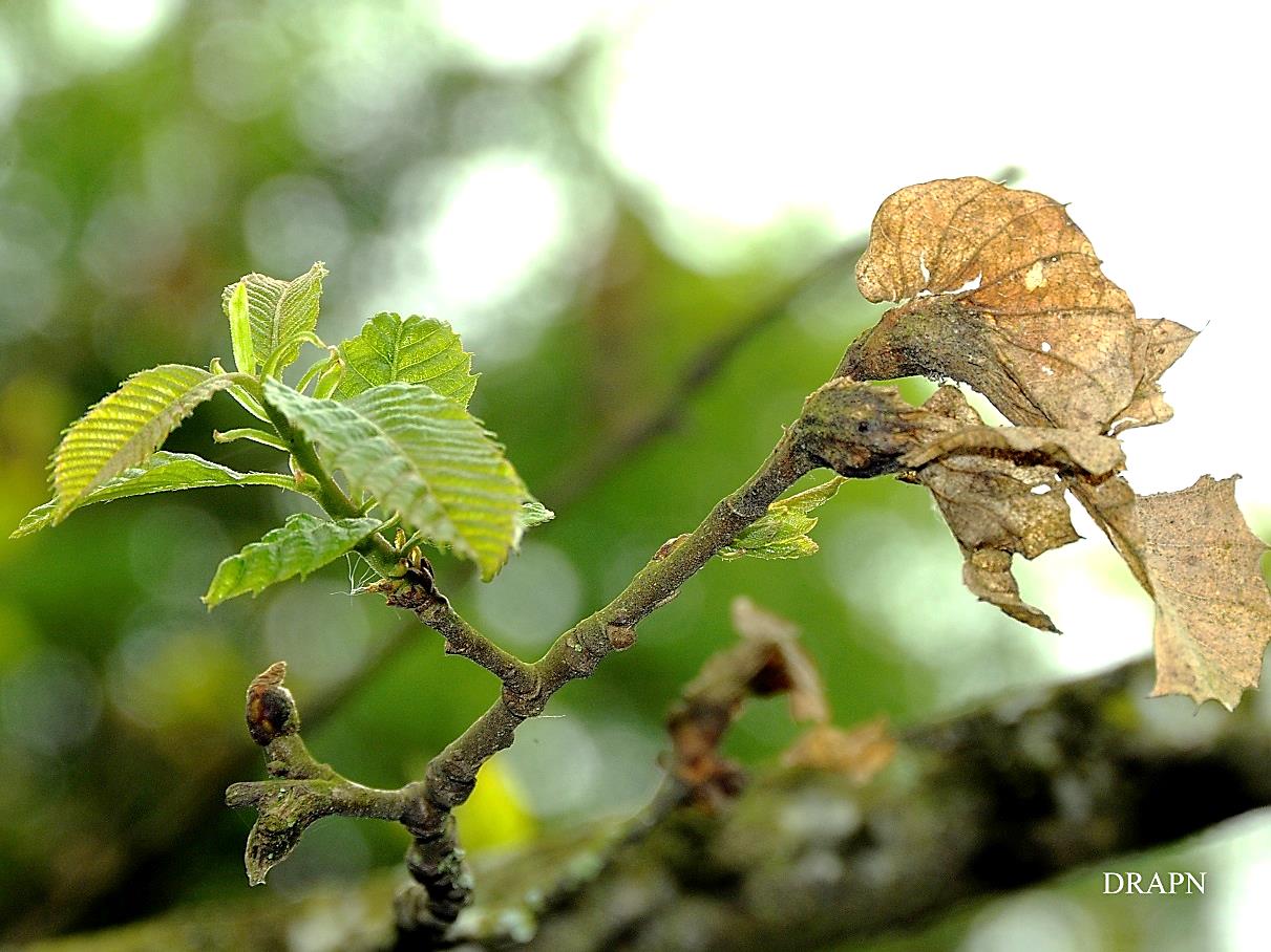 Sintoma no inverno