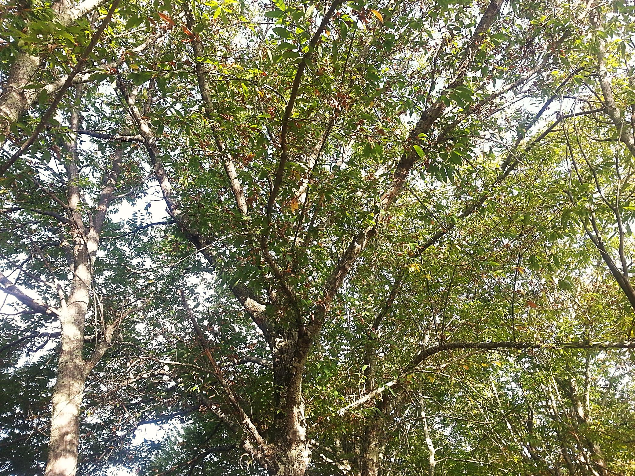 Sintoma no outono