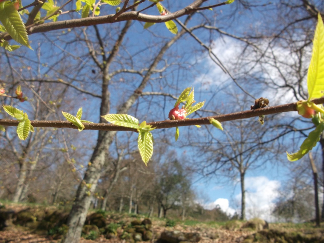 Galha a formar-se na primavera