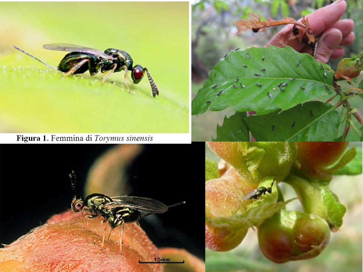 Torymus sinensis, vários detalhes